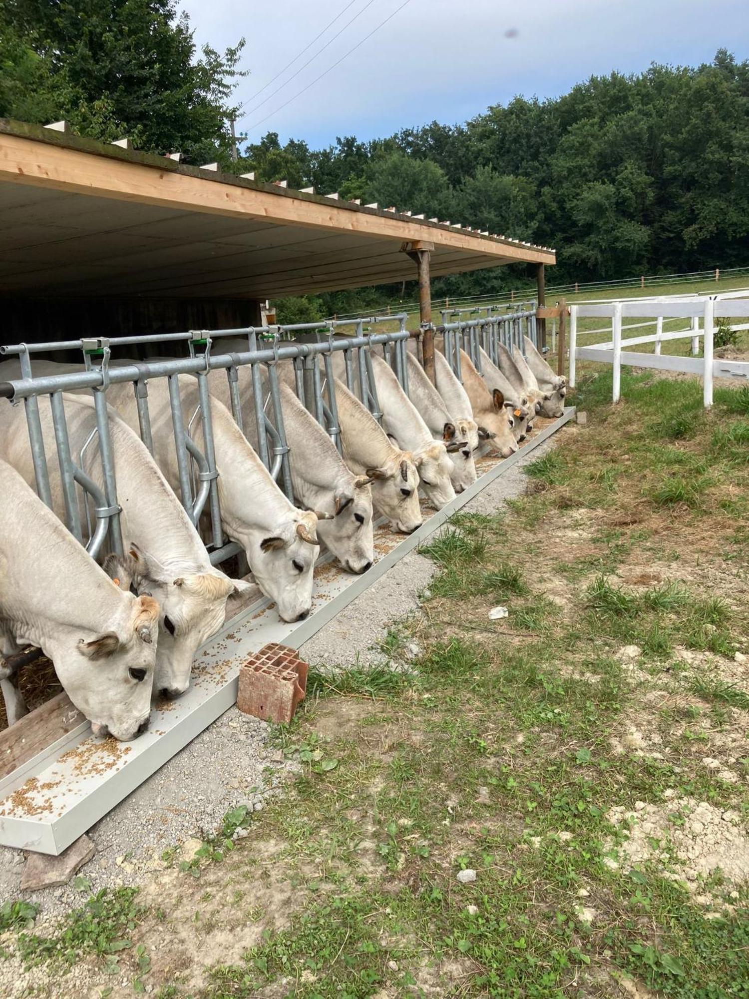 Agriturismo La Fornace Centro Ippico Como Kültér fotó