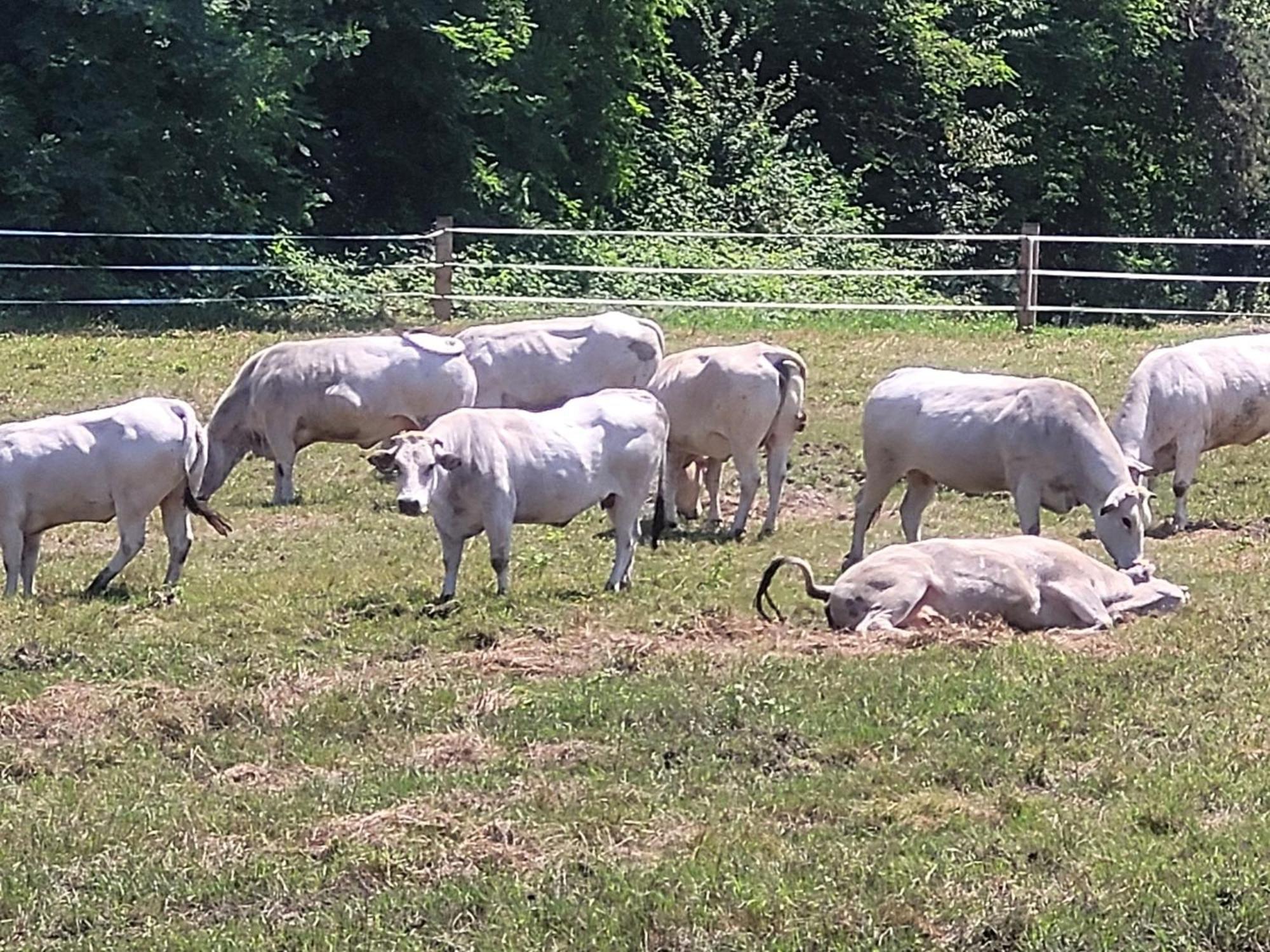 Agriturismo La Fornace Centro Ippico Como Kültér fotó